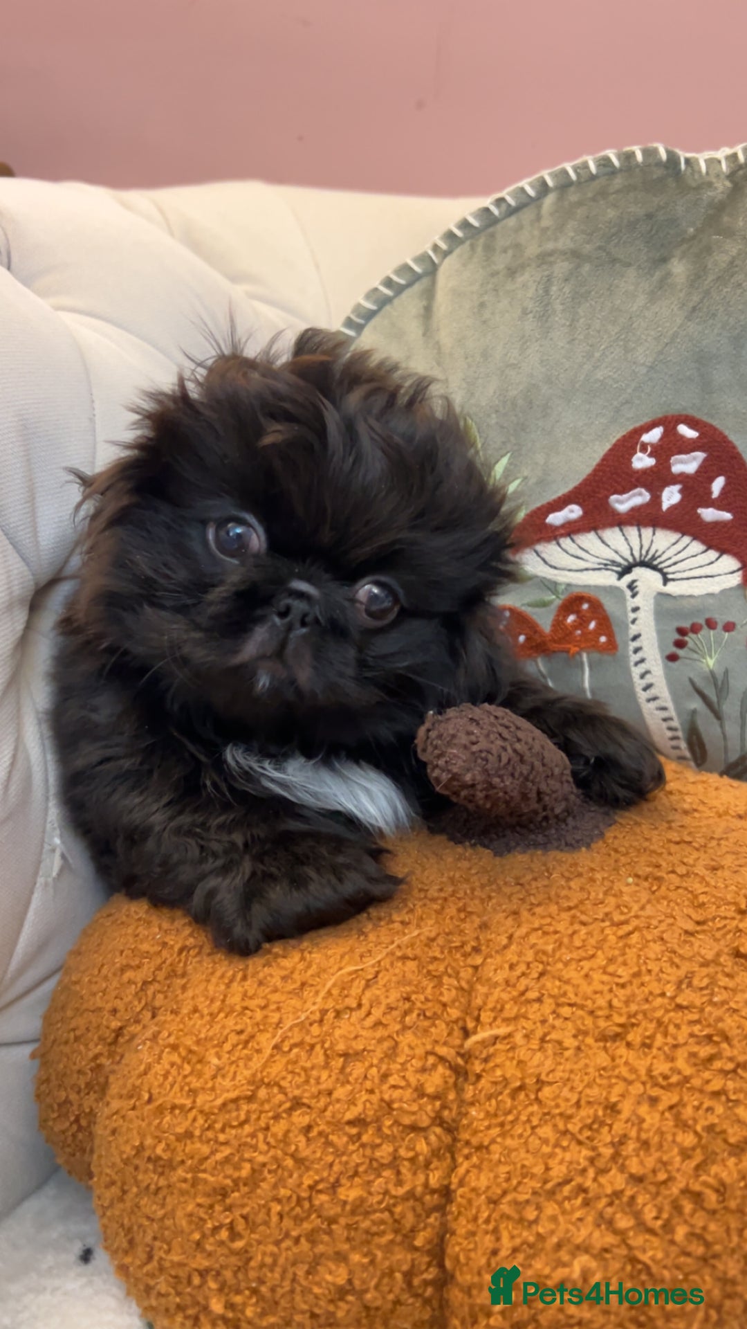 Pekingese dogs for sale: Stunning Quality Pekingese puppies Ready Now  - Image 3