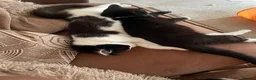 Domestic Shorthair cats for sale: Three tuxes up for grabs :) - Advert 11