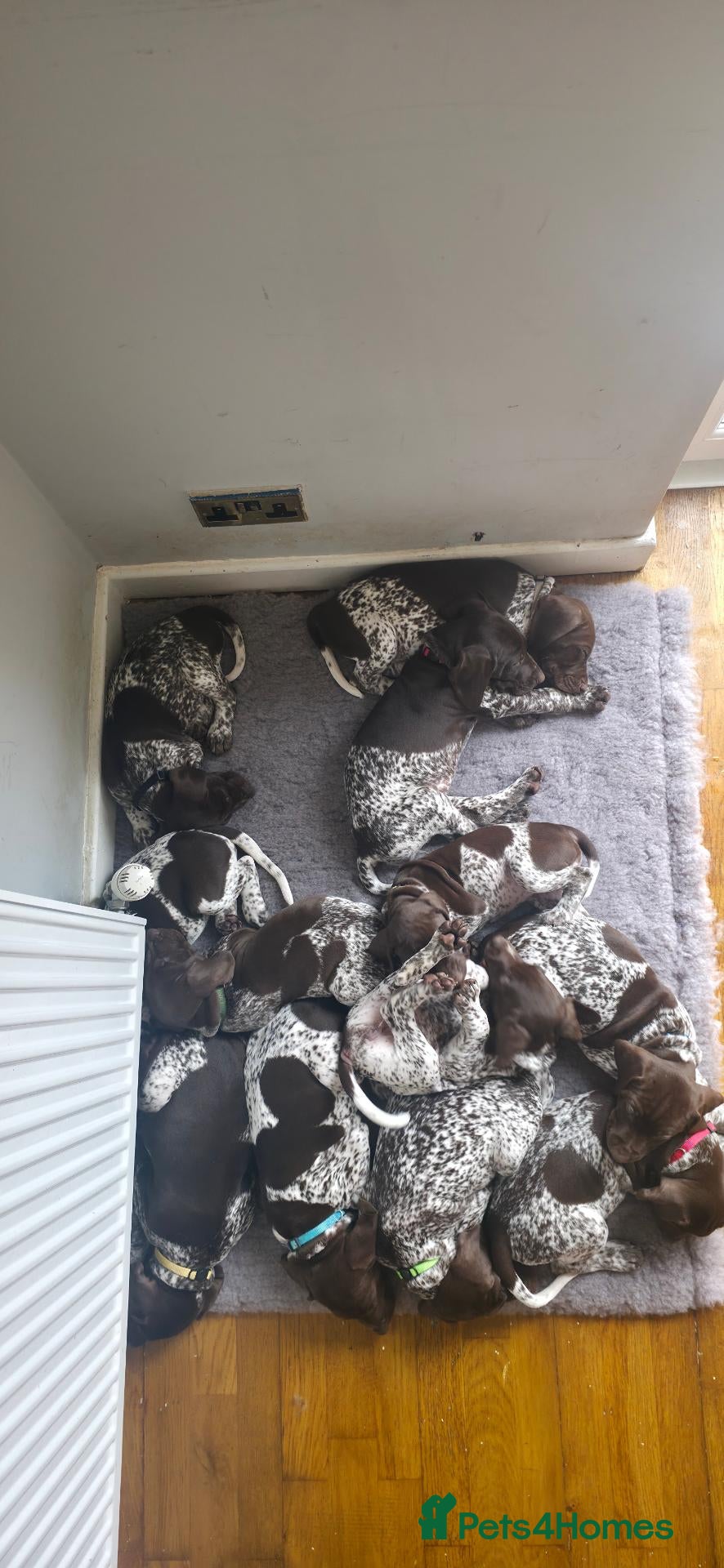 German Shorthaired Pointer dogs KC Registered German Shorthaired Pointer Puppies - Advert 2