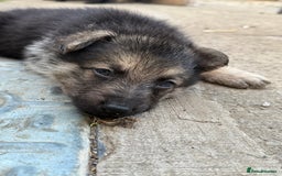 German Shepherd dogs for sale: German shepherd puppies  - Image 1