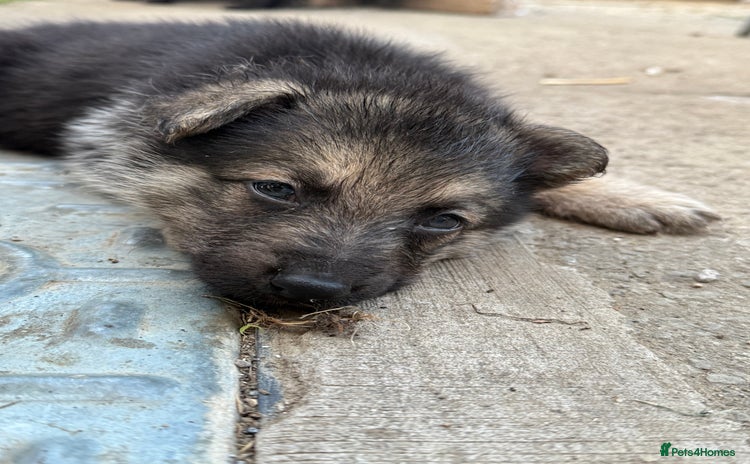 German Shepherd dogs - Advert 4