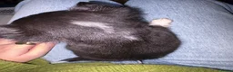 Chihuahua dogs for sale: Long coat chihuahuas  - Advert 14
