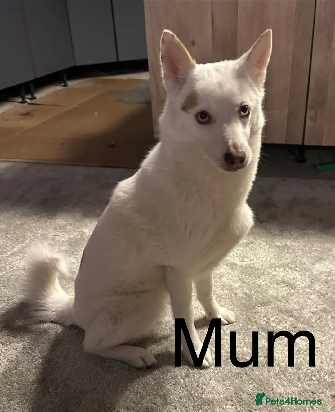Pomsky dogs for sale: Rare Pomsky pups - Gorgeous miniature Husky’s in Whitley Bay - Advert 2