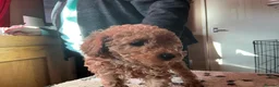 Toy Poodle dogs for sale: toy poodles - Advert 4