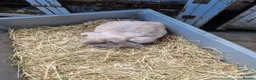 Mini Lop rabbits for sale: 2 lovely Rabbits for sale - Advert 2