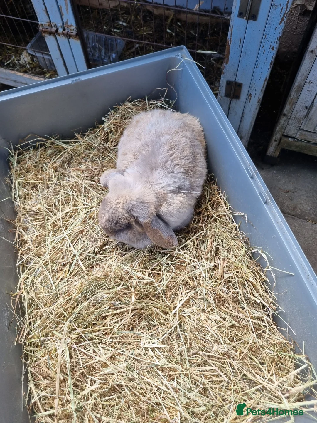 Mini Lop rabbits for sale: 2 lovely Rabbits for sale - Advert 2