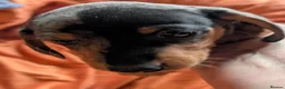 Dachshund dogs for sale: Dappled/Merl Dachshund puppies  - Advert 7