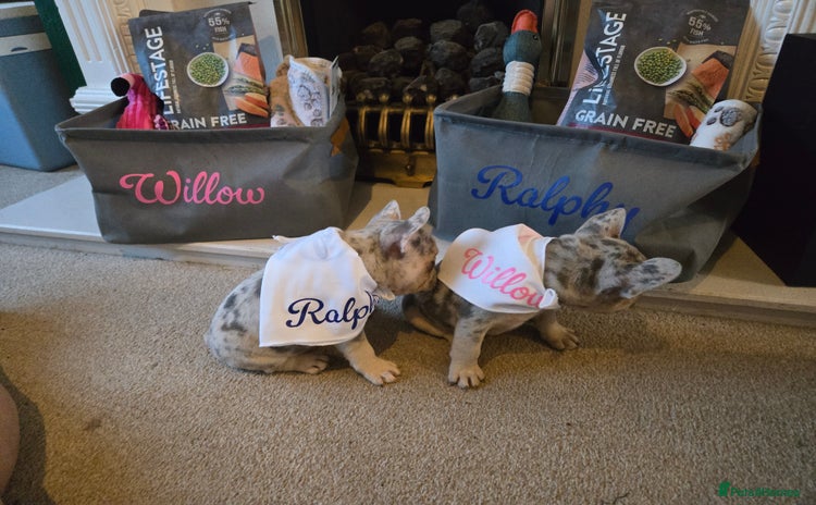 French Bulldog dogs - Advert 7