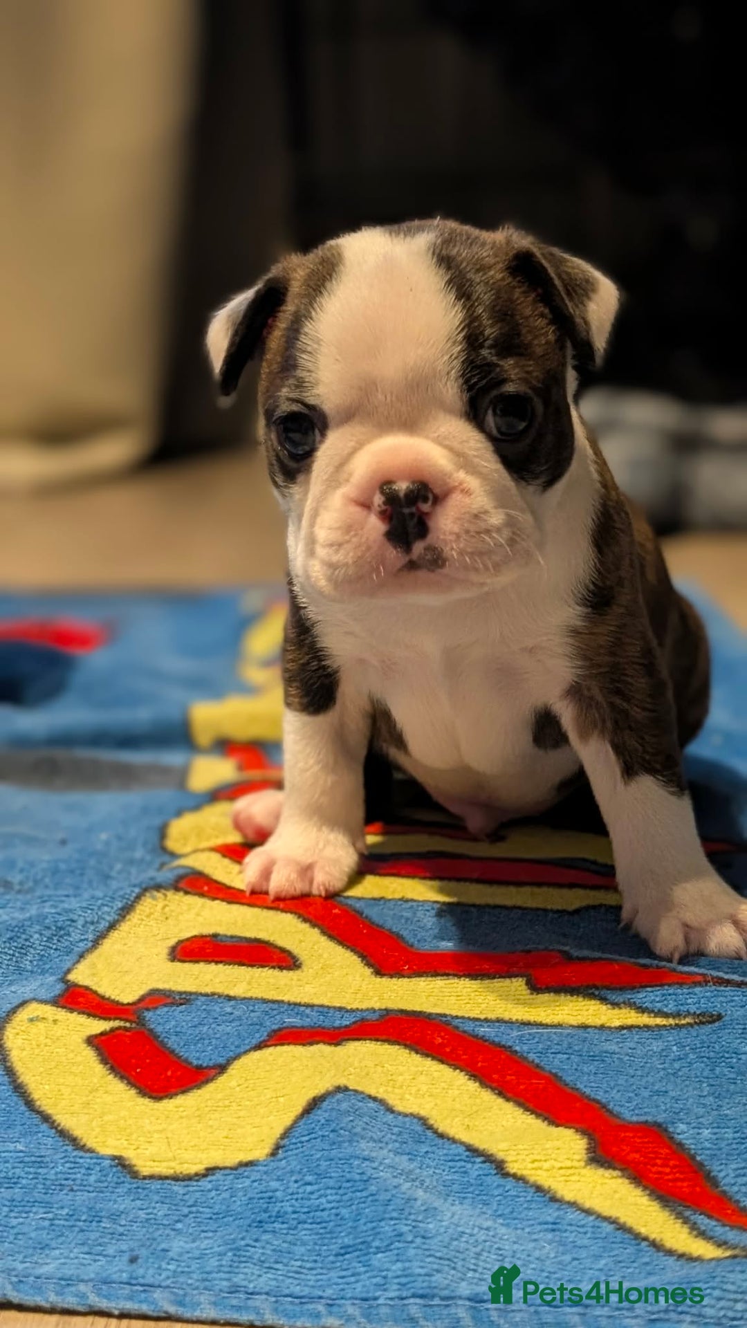 Boston Terrier dogs for sale: Boston terrier puppies  - Advert 8