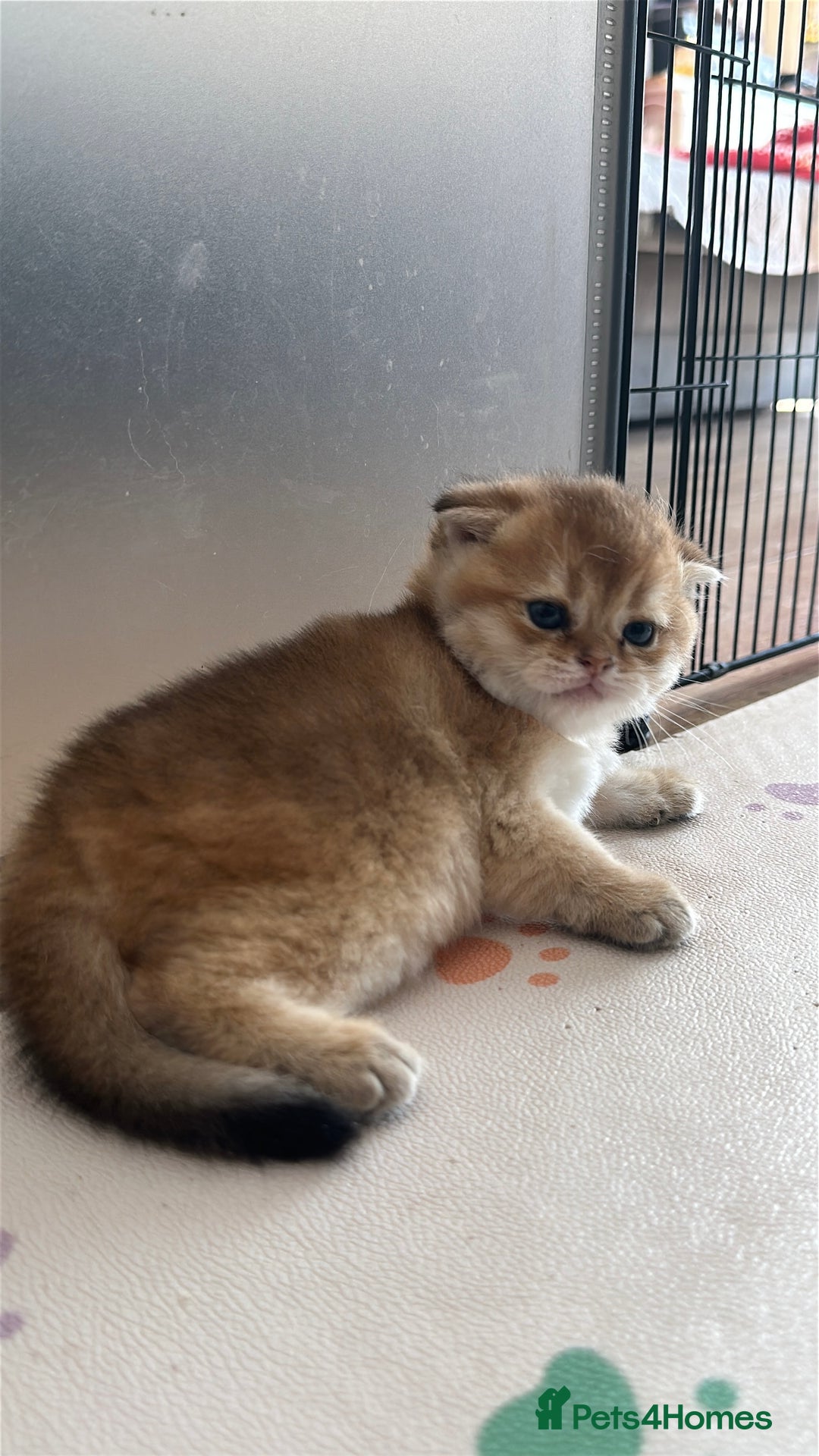 Scottish Fold cats for sale: 🐾Golden Teddy Bears – Ready for Reservation - Image 4