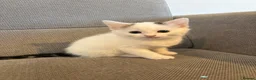 Turkish Van cats for sale: Turkish Van Kittens – Boy & Girl Ready to Go 🤍🖤 - Advert 5