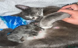 Domestic Shorthair cats for sale: Storm  - Image 3