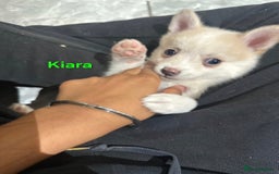 Pomsky dogs for sale: Ready now -Stunning F4 Pomskies, 6kg as adults  - Image 11