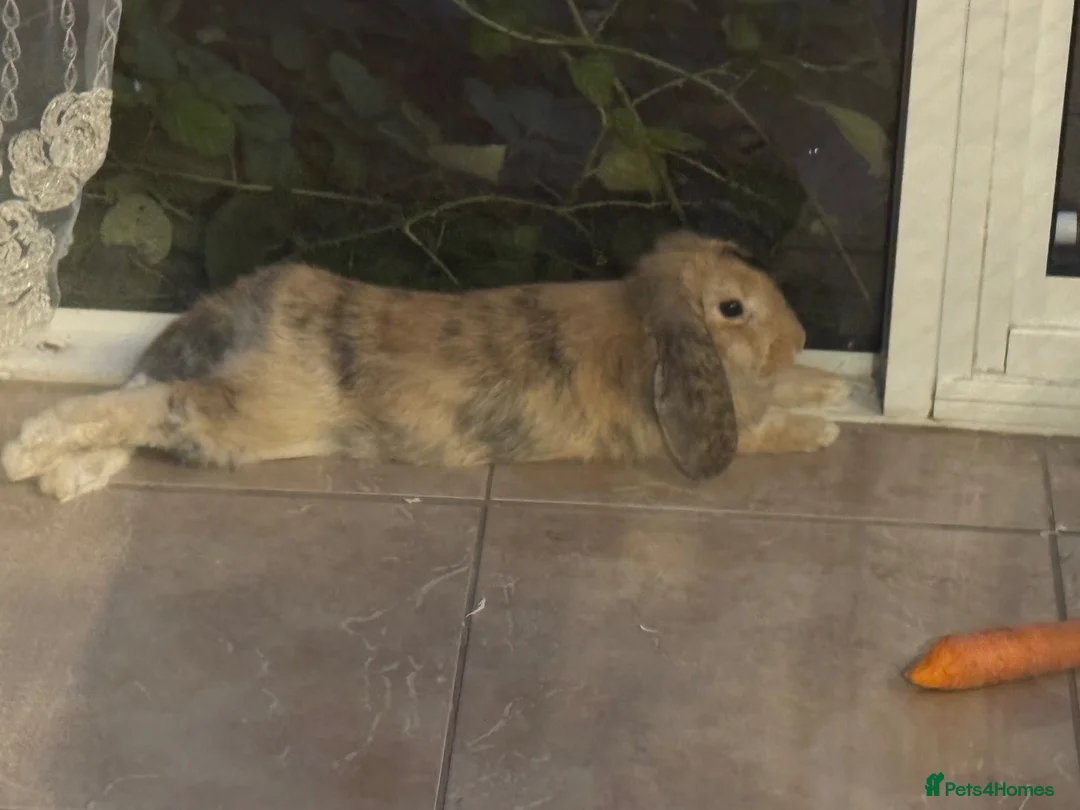 Mini Lop rabbits for sale: Mini Lop bunny in Cardiff - Advert 2