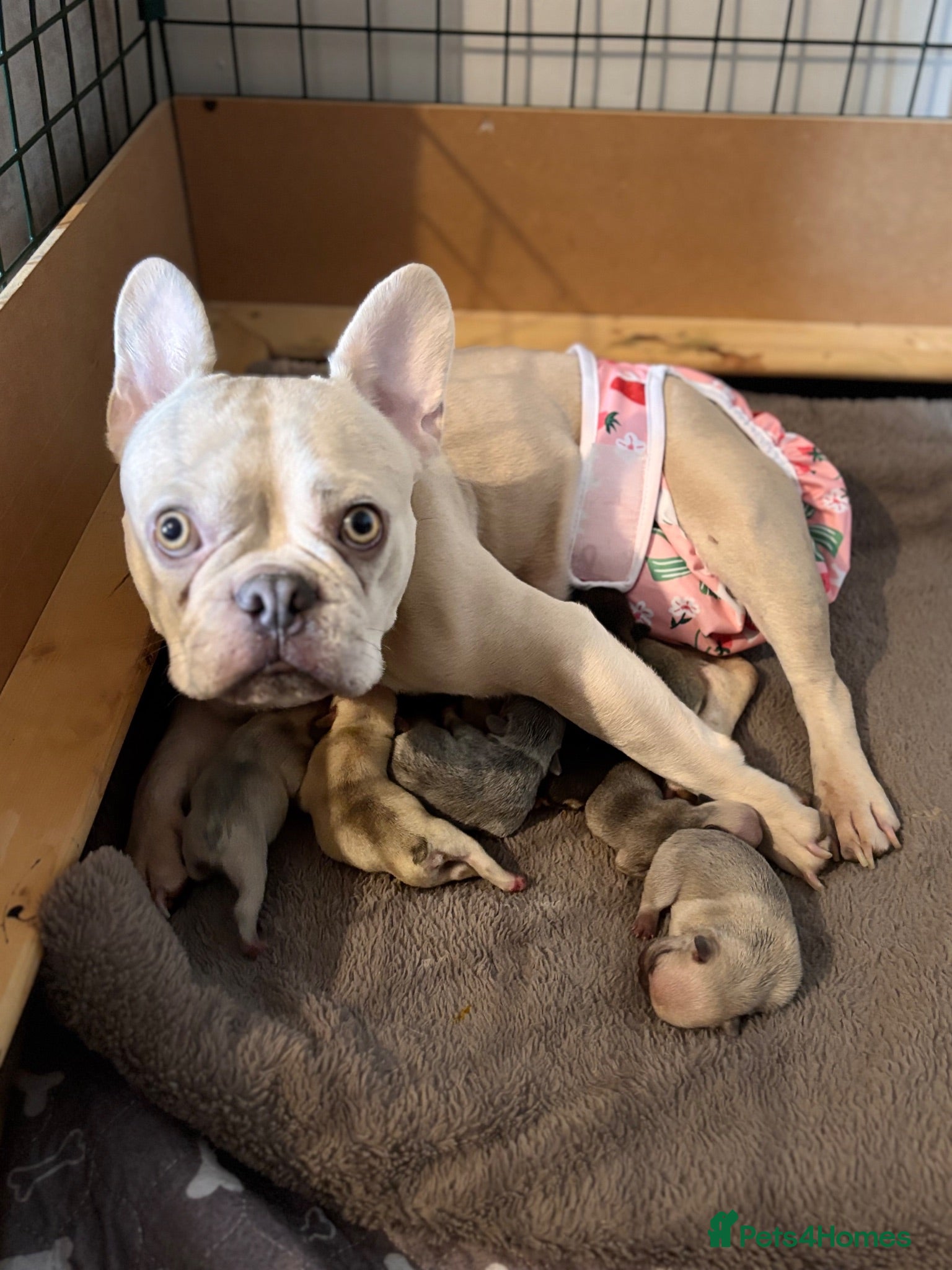 French Bulldog dogs Stunning littler  - Advert 1