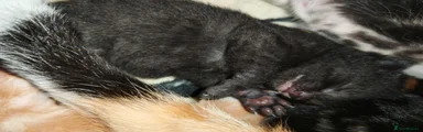 Mixed Breed 1