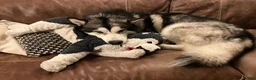 Alaskan Malamute dogs for stud: Alaskan Malamute for Stud   in Oldham - Advert 7