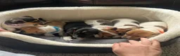 Jack Russell dogs for sale: Stunning short legged Jack Russell puppies - Advert 4