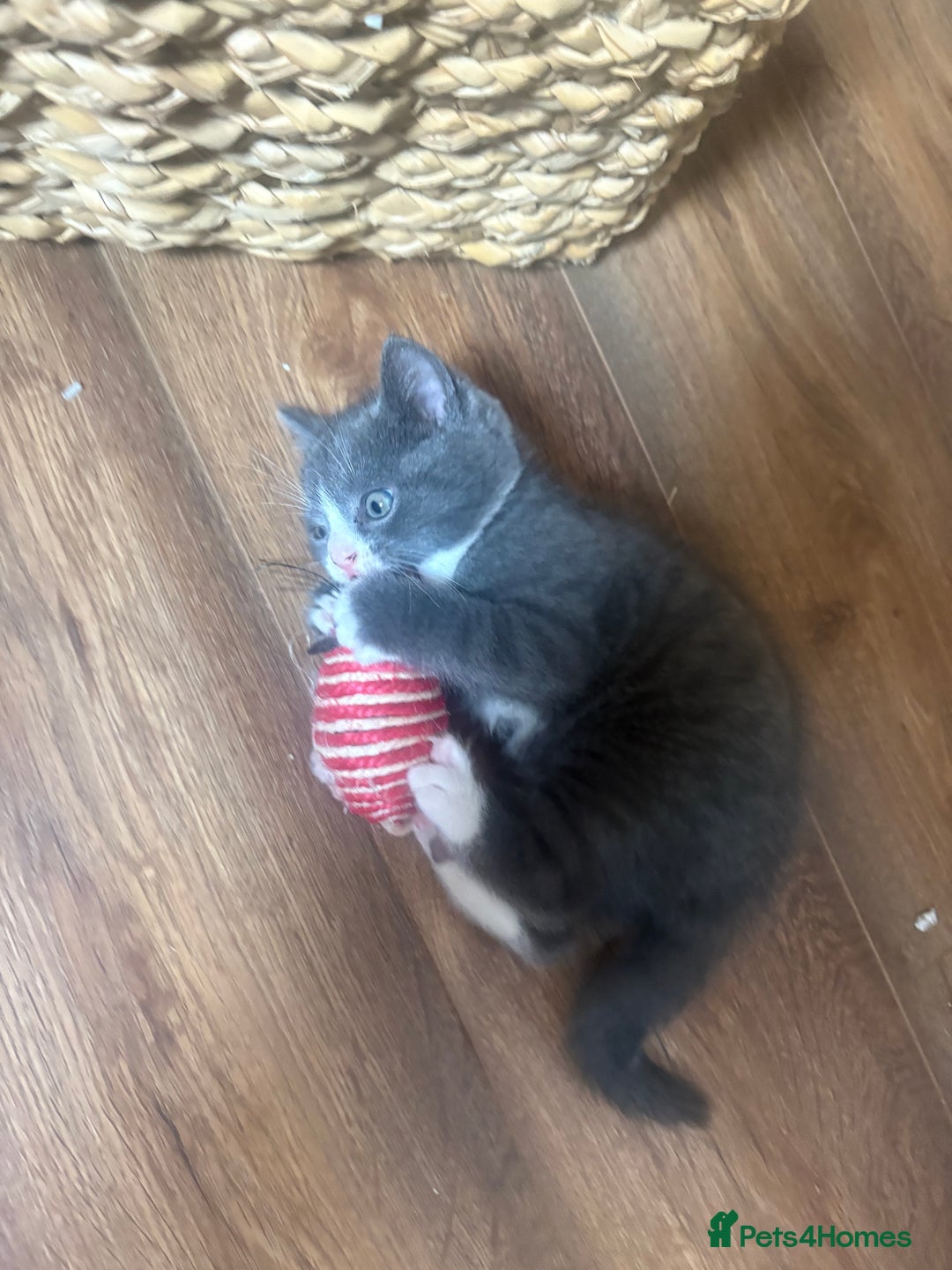 British Shorthair cats for sale: Adorable unique kittens- BSH dad X Ragdoll mum - Image 7