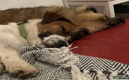 Basset Hound dogs for adoption: Diego - Badersfield Norfolk  - Image 21