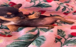 Chihuahua dogs for sale: Adorable Chihuahuas £650-£700 “Boys & Girls’ - Image 14