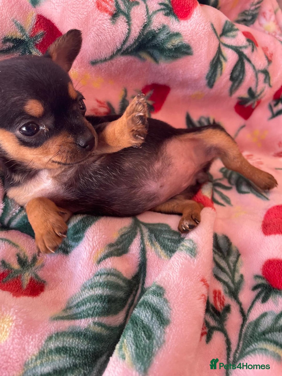 Chihuahua dogs for sale: Adorable Chihuahuas £650-£700 “Boys & Girls’ - Image 14