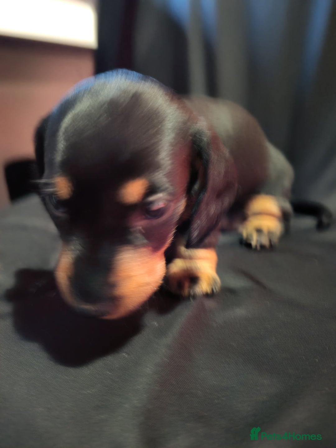 Dachshund dogs for sale: Puppy's - Image 6