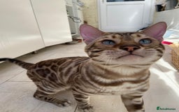 Bengal cats for sale: Cream Snow Male Bengal for Sale - TICA Registered - Image 1