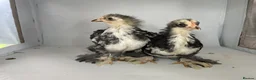 Chickens poultry for sale: PEKIN BLACK MOTTLED TRIO - Advert 8