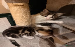 Mixed Breed cats for sale: 2 adorable tabby kittens for sale  - Image 4