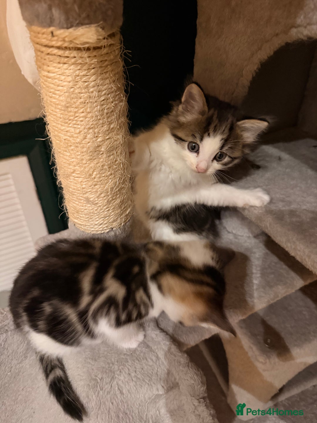 Mixed Breed cats for sale: 2 adorable tabby kittens for sale  - Image 4