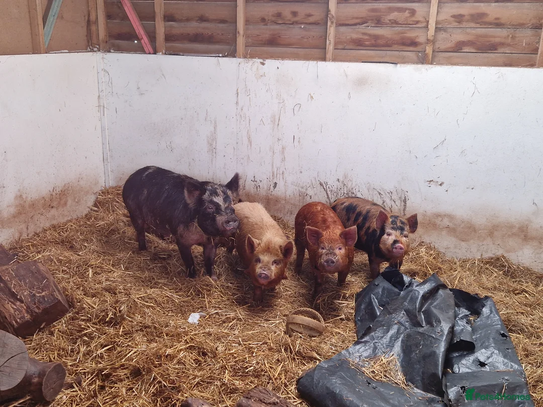 Pig livestock for sale: URGENT- 2X MALE PIGS - Advert 1