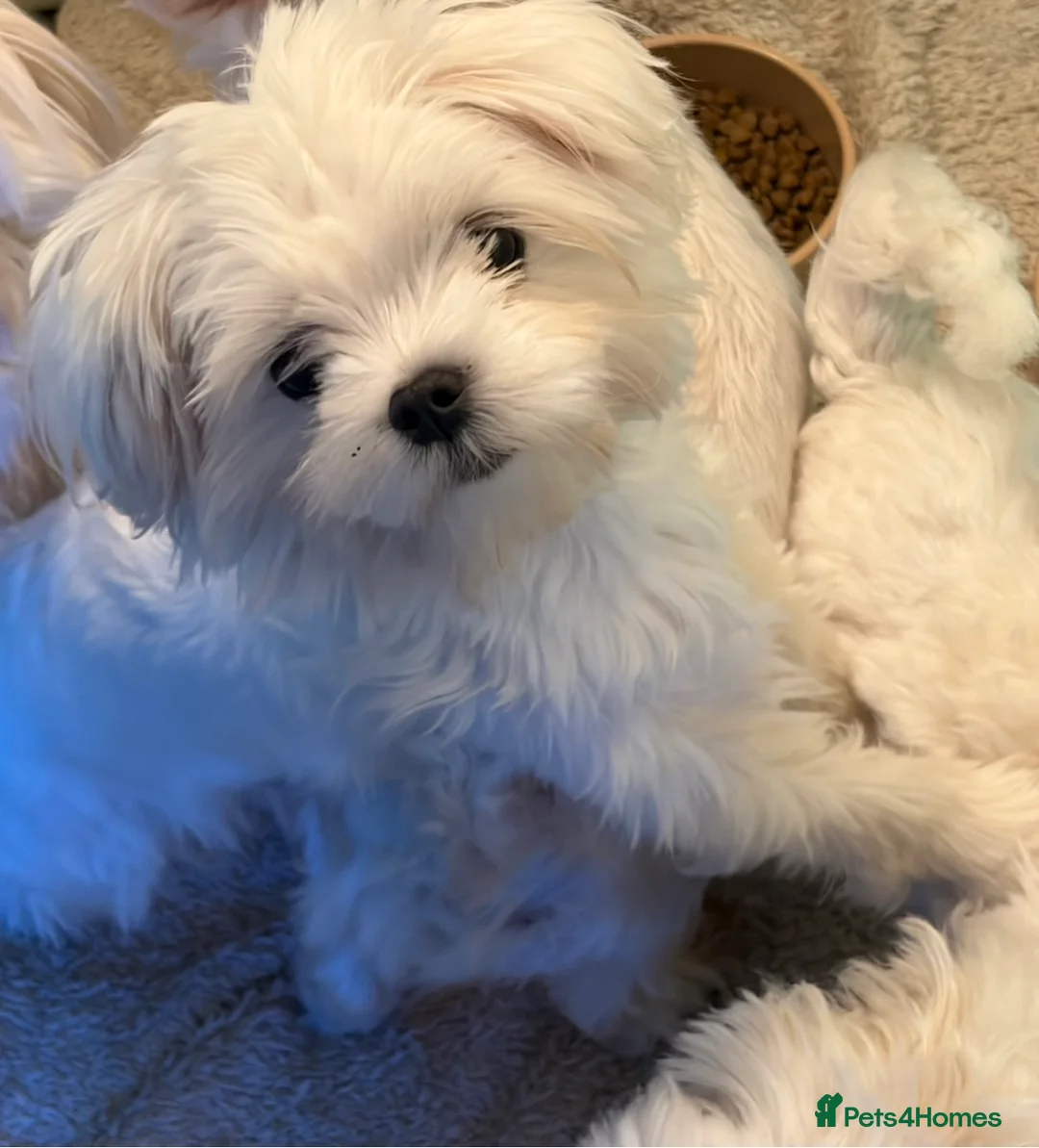 Maltese dogs for sale: Korean Maltease Girl ready to leave now   - Advert 1