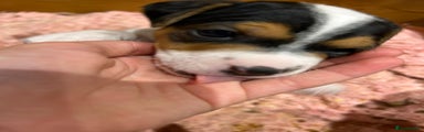 Jack Russell Puppy 1