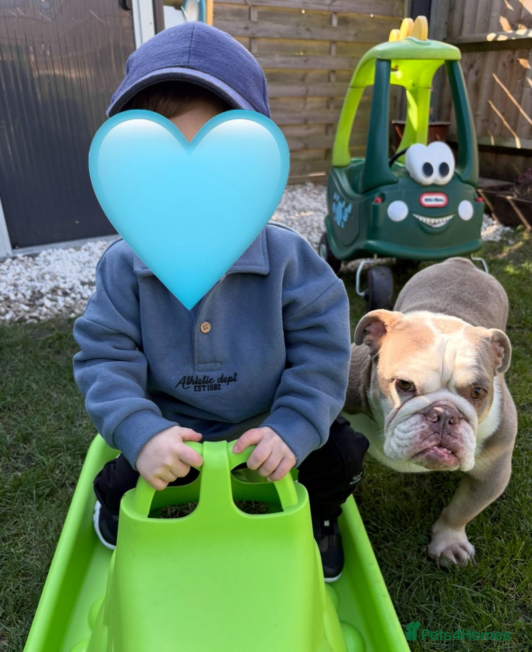 English Bulldog dogs for sale: British  bulldog for rehoming  - Advert 10