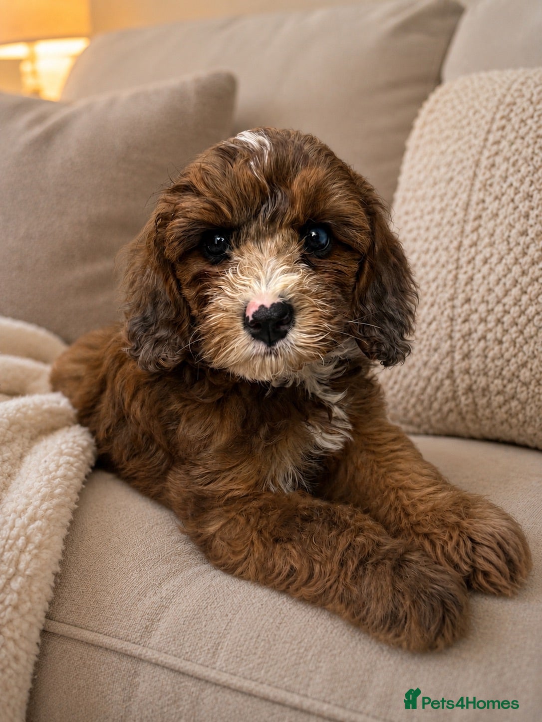 Cavapoo dogs DNA health tested Miniature Cavapoos 🌸  - Advert 4