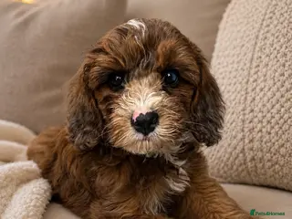Cavapoo dogs DNA health tested Miniature Cavapoos 🌸 - Advert 4