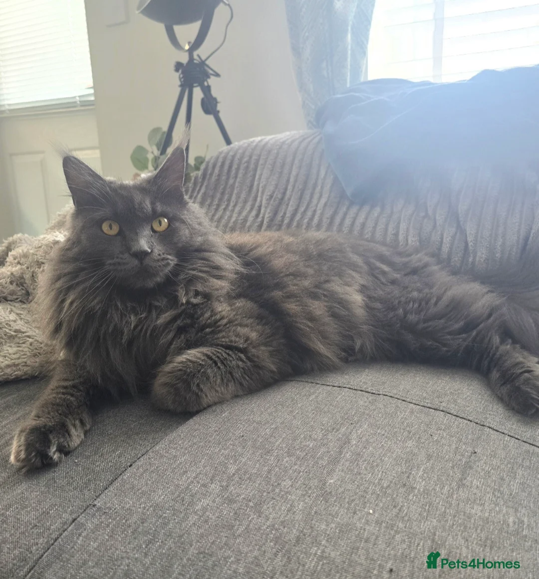 Maine Coon cats for sale: Blue female Maine coon - Advert 14