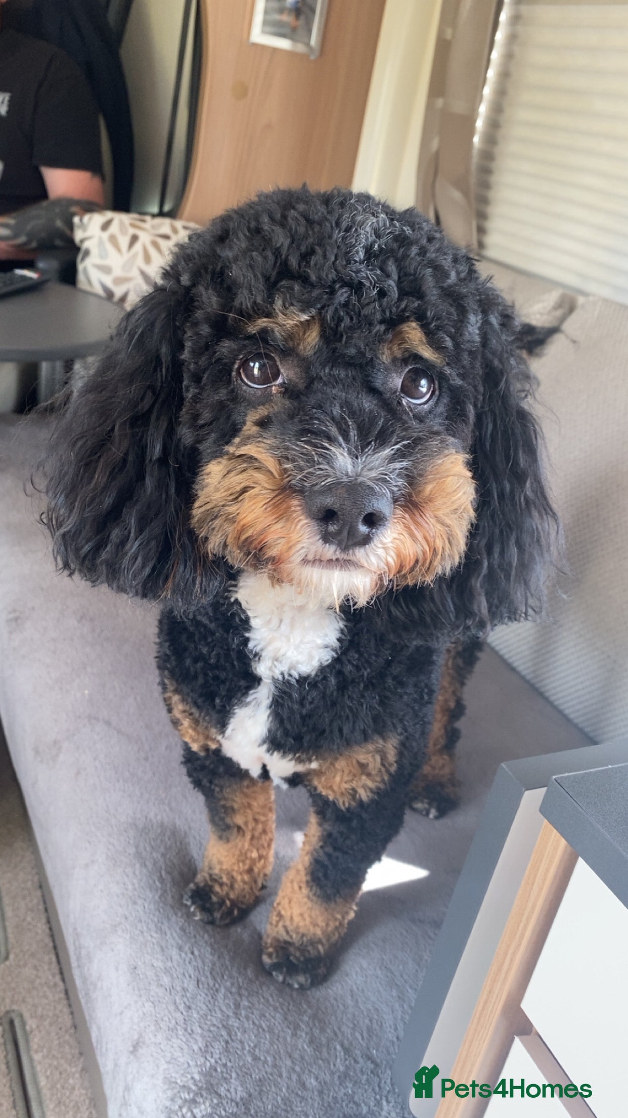 Shihpoo dogs Shih-poo for stud - Advert 1