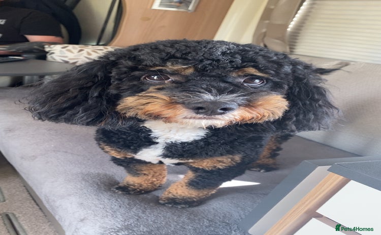 Shihpoo dogs - Advert 6