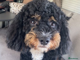 Shihpoo dogs - Advert 1