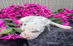 Dalmatian dogs for sale: Beautiful KC registered litter of dalmations  - Image 16