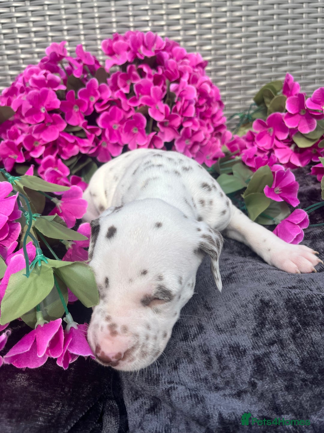 Dalmatian dogs for sale: Beautiful KC registered litter of dalmations  - Image 16