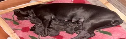 Cane Corso dogs for sale: Stunning Cane Corso Puppies  in Nottingham - Advert 14