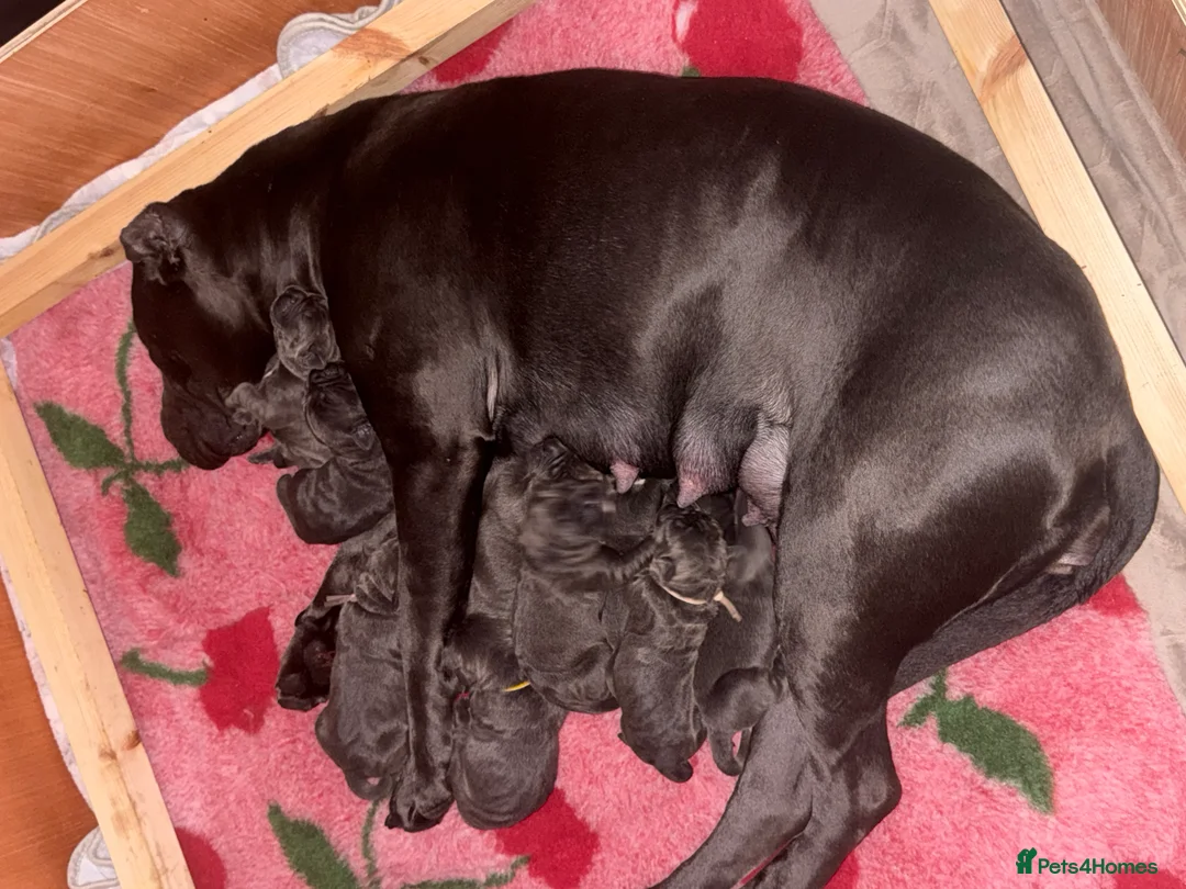 Cane Corso dogs for sale: Stunning Cane Corso Puppies  in Nottingham - Advert 14