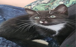 British Shorthair cats for sale: Gorgeous female kitten - Image 1