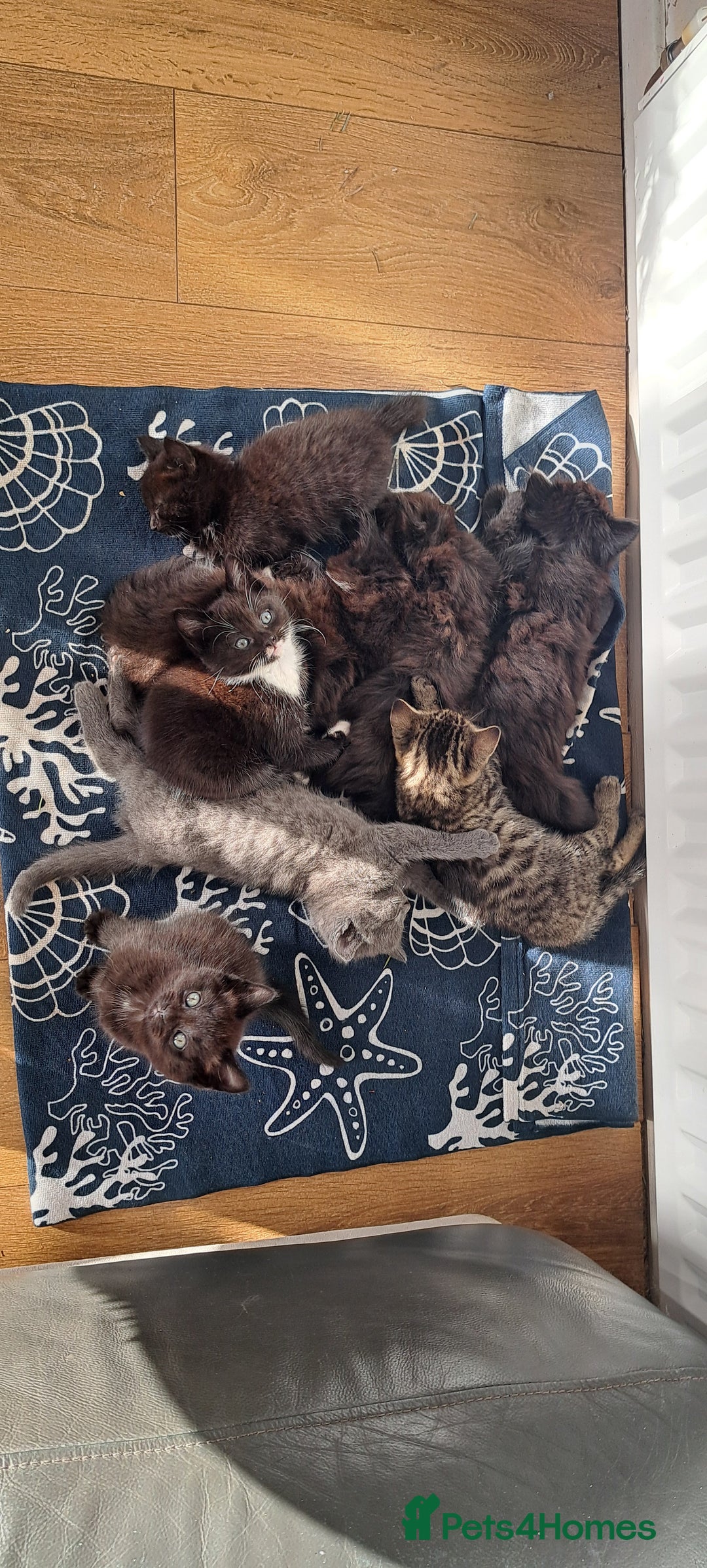 Mixed Breed cats for sale: Gorgeous Cross Kittens 🌟 - Advert 30
