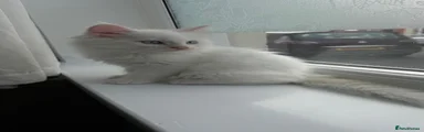 Blue-Eyed White Maine Coon Princess