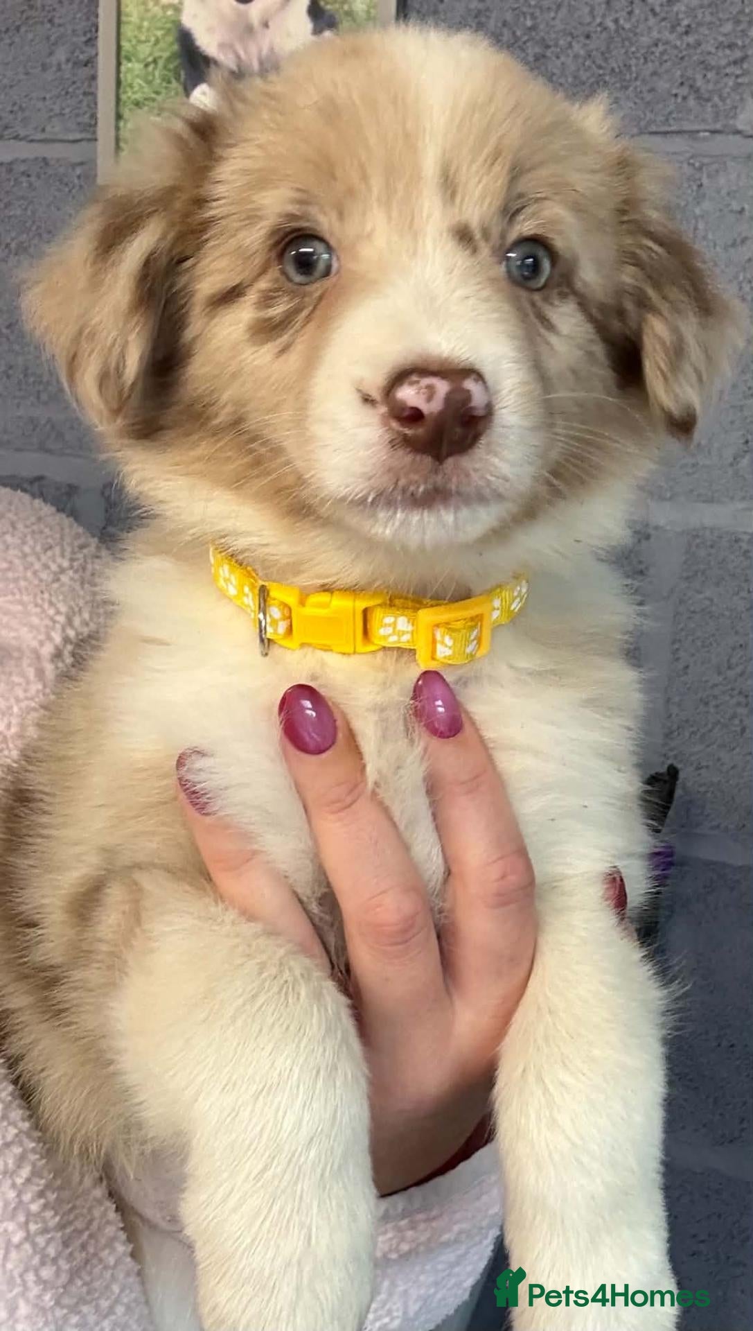 Border Collie dogs Stunning Border Collie puppies - Advert 5