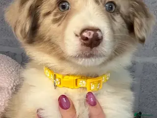 Border Collie dogs Stunning Border Collie puppies - Advert 5